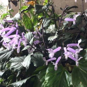 Meet your Posher, Rahul